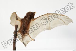 European Bat - Barbastella barbastellus 0033